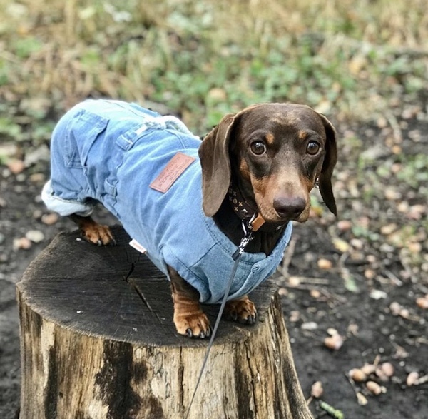 Keeping hot dogs warm