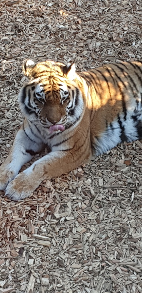 Westministenders: Sub-Prime Minister at large