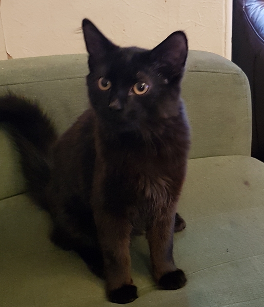 Westminstenders: The Slow No