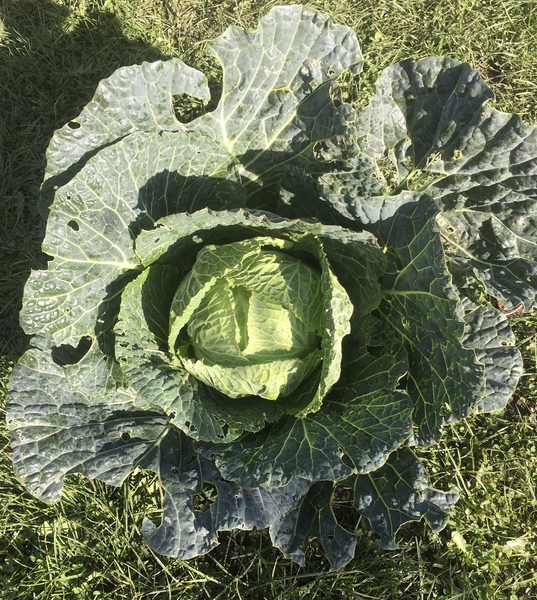 Allotment/Veg Patch Thread 14 ! growing into summer