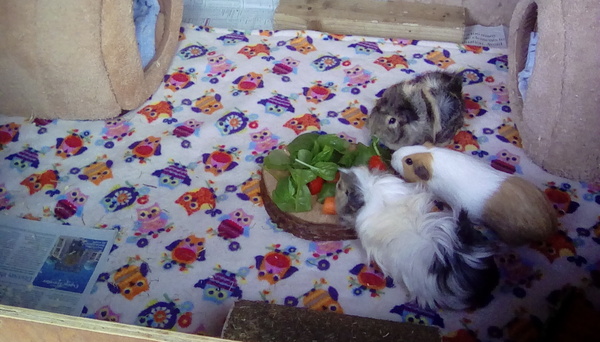 What do your guinea pigs do in the winter?