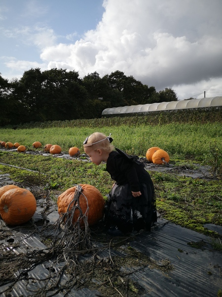 What's the point in a pumpkin patch