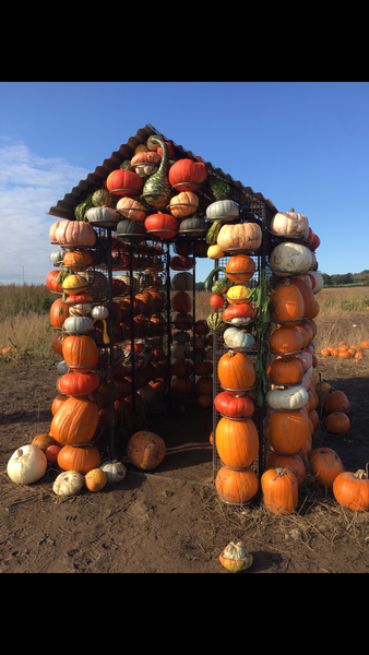 What's the point in a pumpkin patch