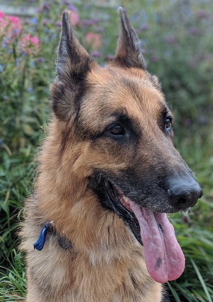 To ask you all your favourite dog breeds?
