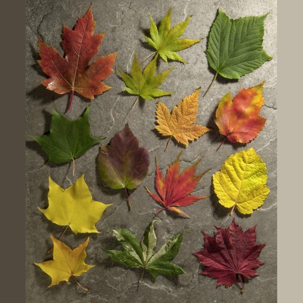 The Reconciliation Cafe