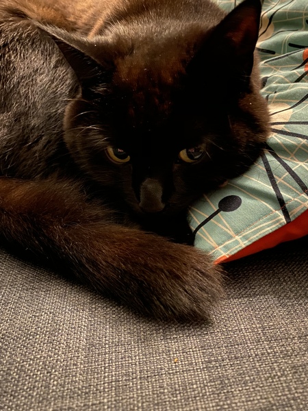 How do your cats react to this video? Light hearted!