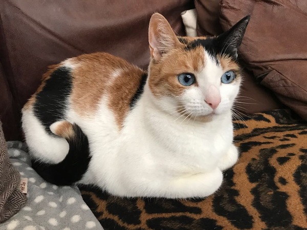 To feel sad for my friends little cat