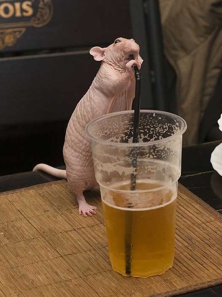 Omg what to do - massive RAT!
