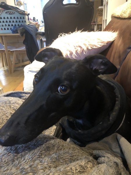 Adopting ex race dog
