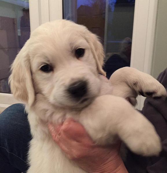 To find baby animals cuter than actual babies?