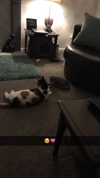 New kitten, unhappy cat