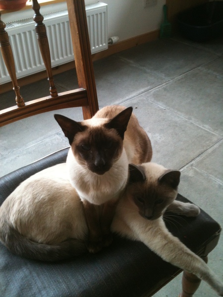 Westminstenders: Super Saturday