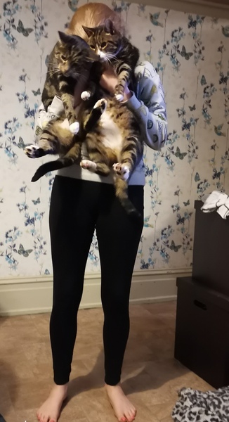 Please talk to me about Bengal cats