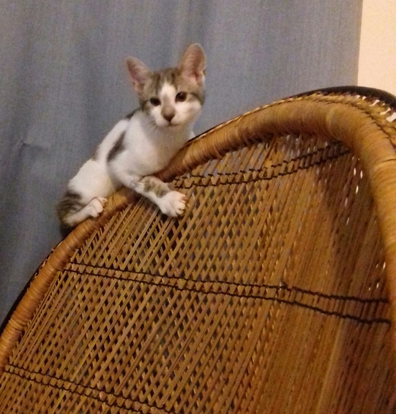 Food obsessed kitten