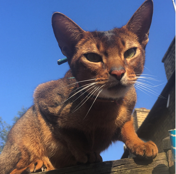 Please talk to me about Bengal cats
