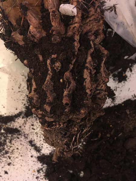 How to repot this bruiser of a cactus so it doesn't lean