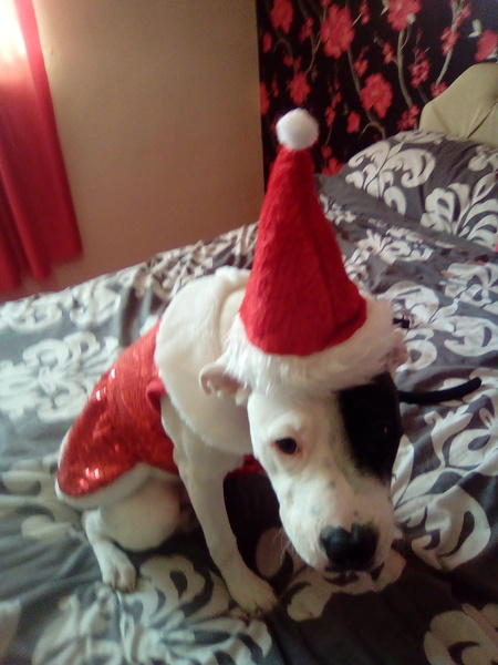 Westminstenders: The Slow No