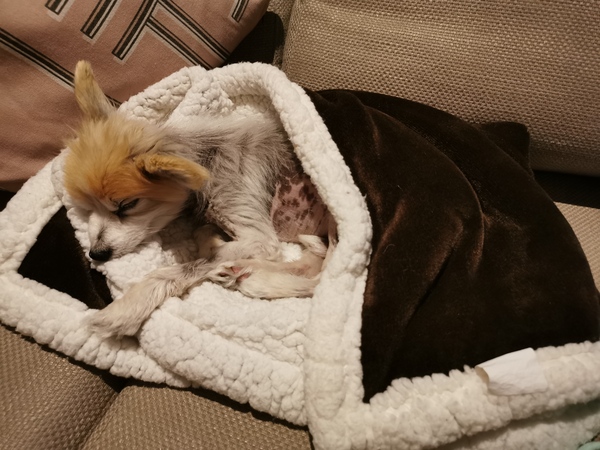 My dog is a dick.. please regale with stories of similar