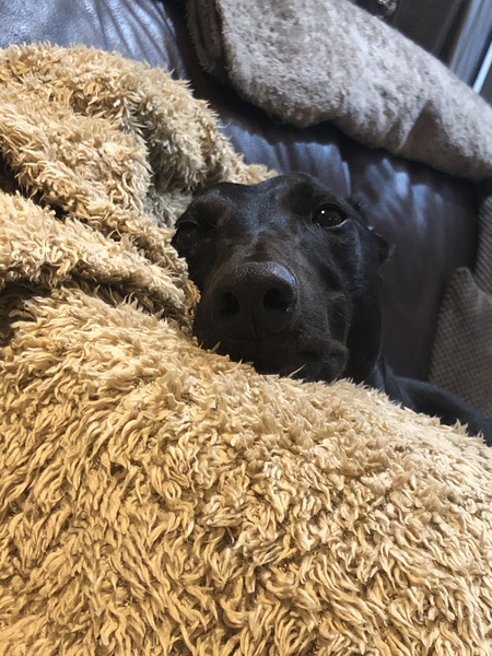 Greyhound adoption, any tips?