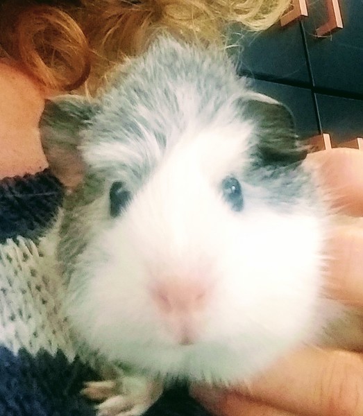 What do your guinea pigs do in the winter?