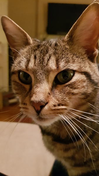 Westministenders: Slow News Fake News