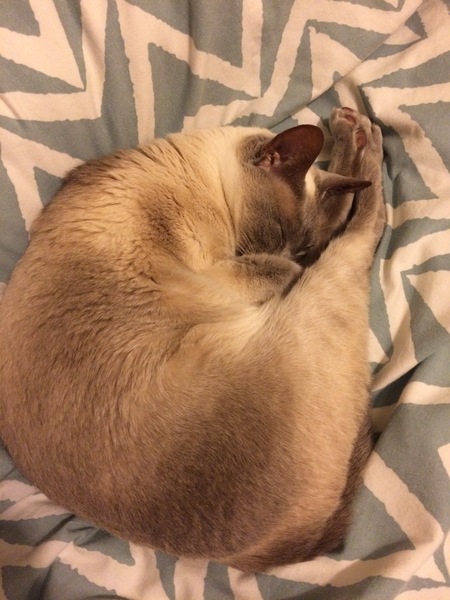 Westminstenders: Showdown