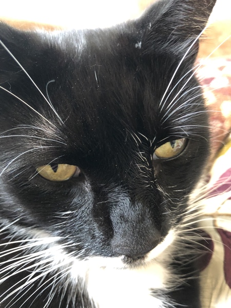 Westminstenders: The Slow No