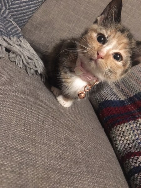 Meet Demelza!