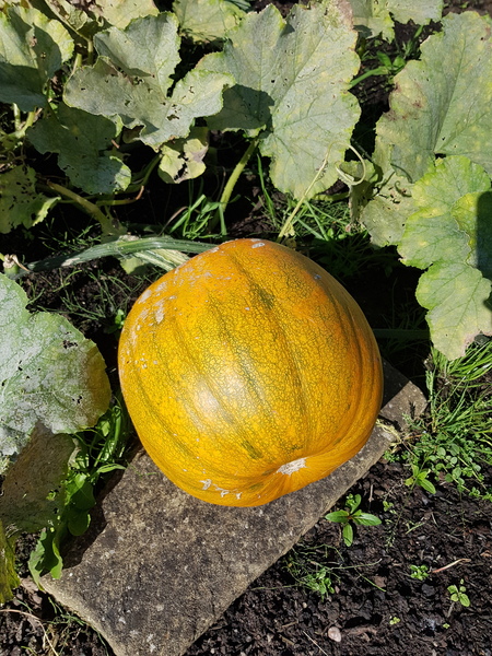 Allotment/Veg Patch Thread 14 ! growing into summer