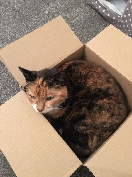 Is this kitten a tortoiseshell?