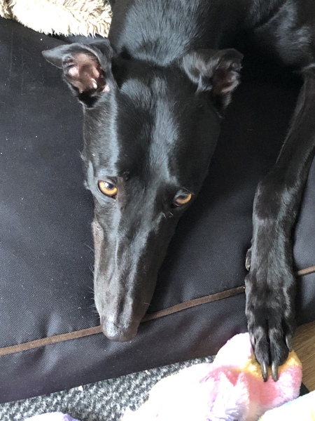 To ask you all your favourite dog breeds?