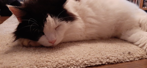 WWB more U to keep cat whilst not liking him, or to rehome him?