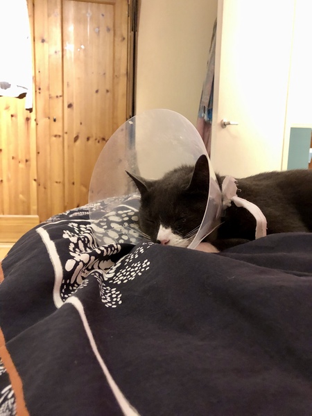 Keep him in and collared up for 2 weeks