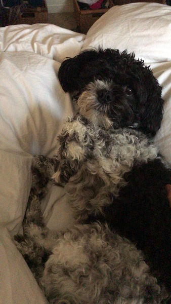 My dog is a dick.. please regale with stories of similar