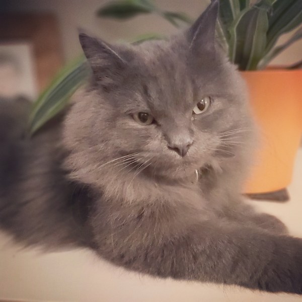 Kitty Tinder