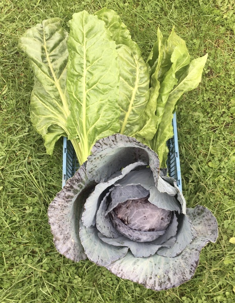 Allotment/Veg Patch Thread 14 ! growing into summer