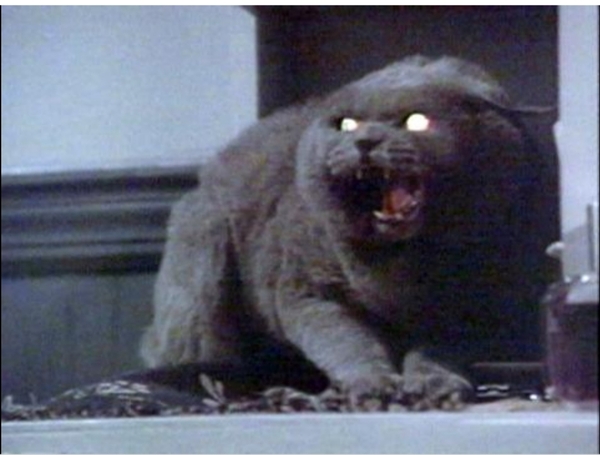 WIBU to move house because of this cat?