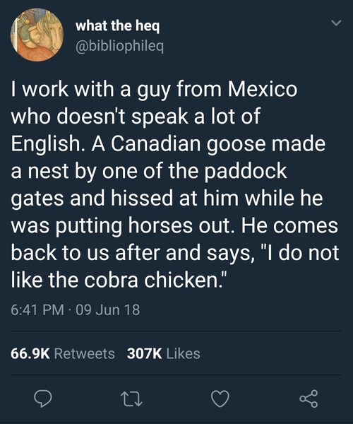 to be afraid of my gander😱