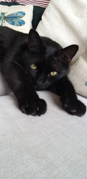 Happy National Black Cat Day.