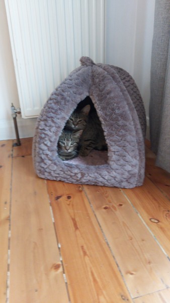 We're adopting sibling rescue cats this weekend...what do i need to know?