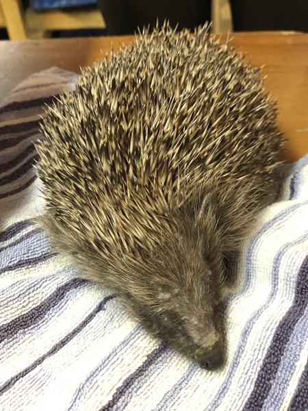 Worried about my hedgehog house