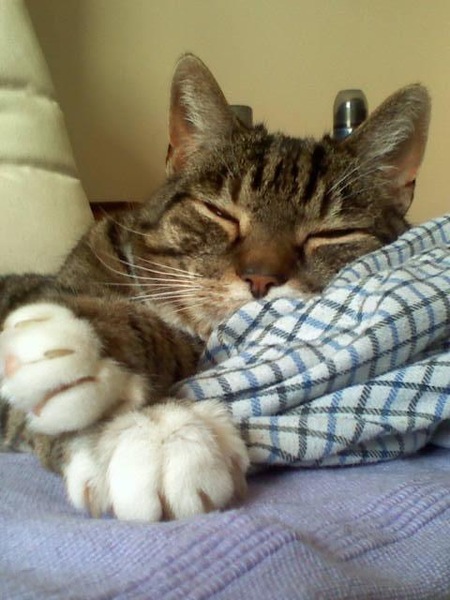 Not sure what to do with this lovely little cat...help!