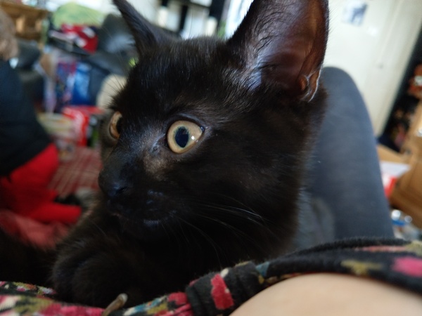 Happy National Black Cat Day.