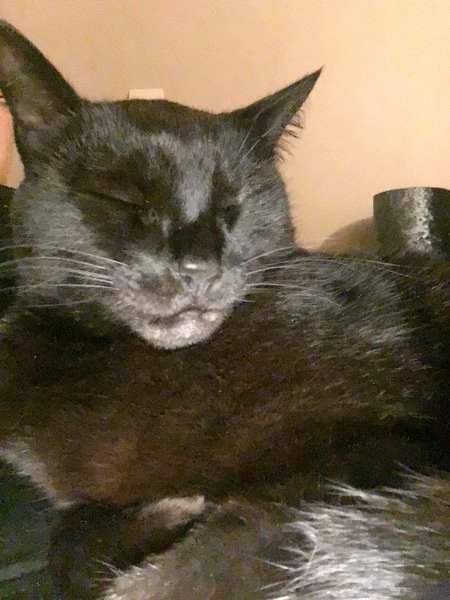Meet my foster kitty