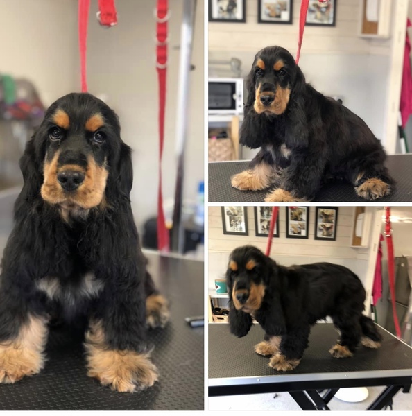 Puppy Support Group 2