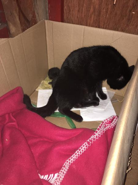 kittens found in garden, what to do?