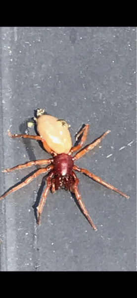 Is the the most horrid spider picture or AIBU