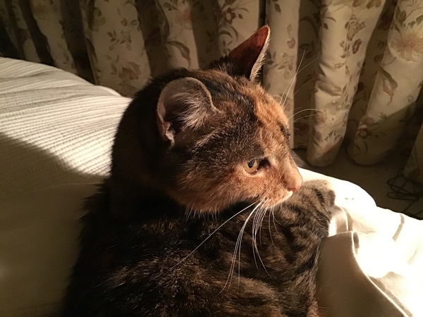 Westminstenders: Another day of fear and toil