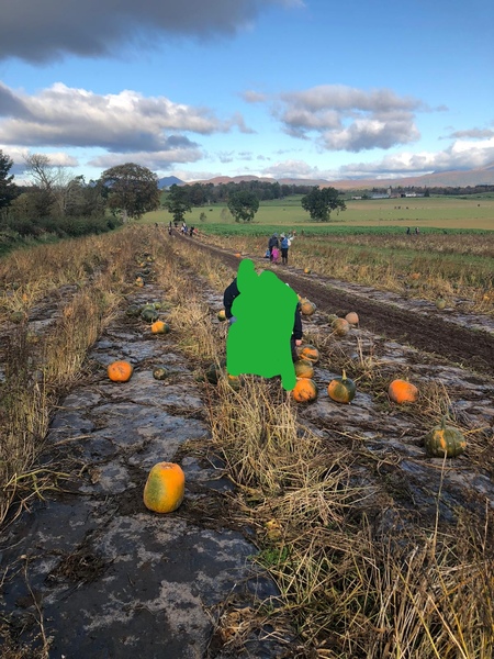 There’s something a bit suspicious about pumpkin patches, isn’t there?
