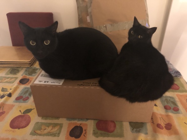 Happy National Black Cat Day.